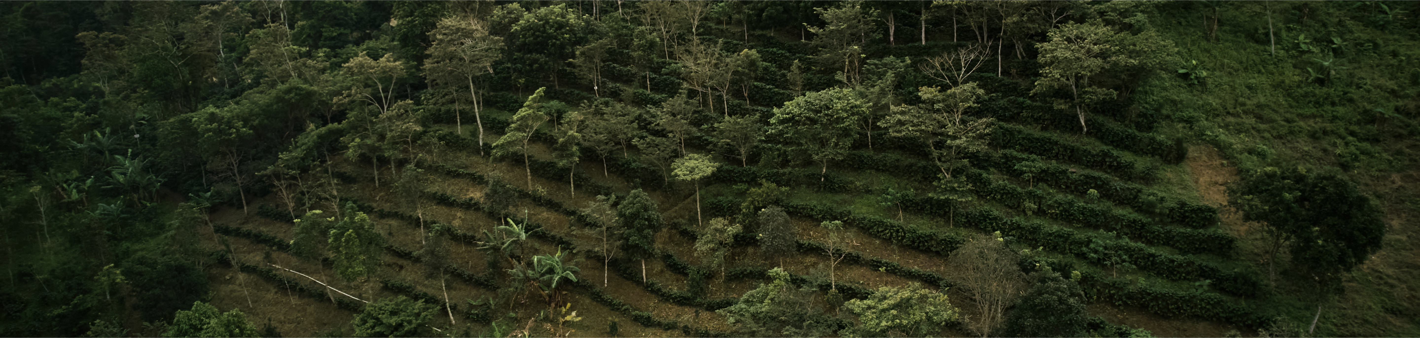 Sust-Cultivation & Quality.jpg