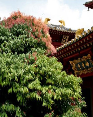 Naga Tree