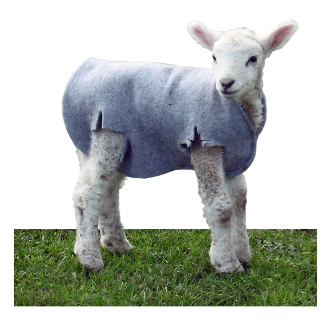 Cosy Coat Lamb Cover