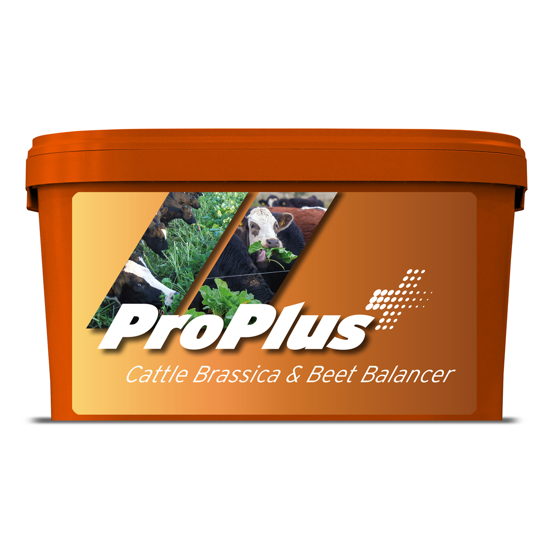 ProPlus Cattle Brassica and Beet Block 20kg