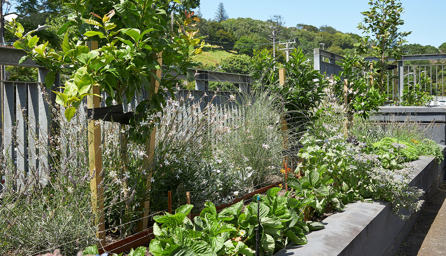 Row of vegetables in raised bed