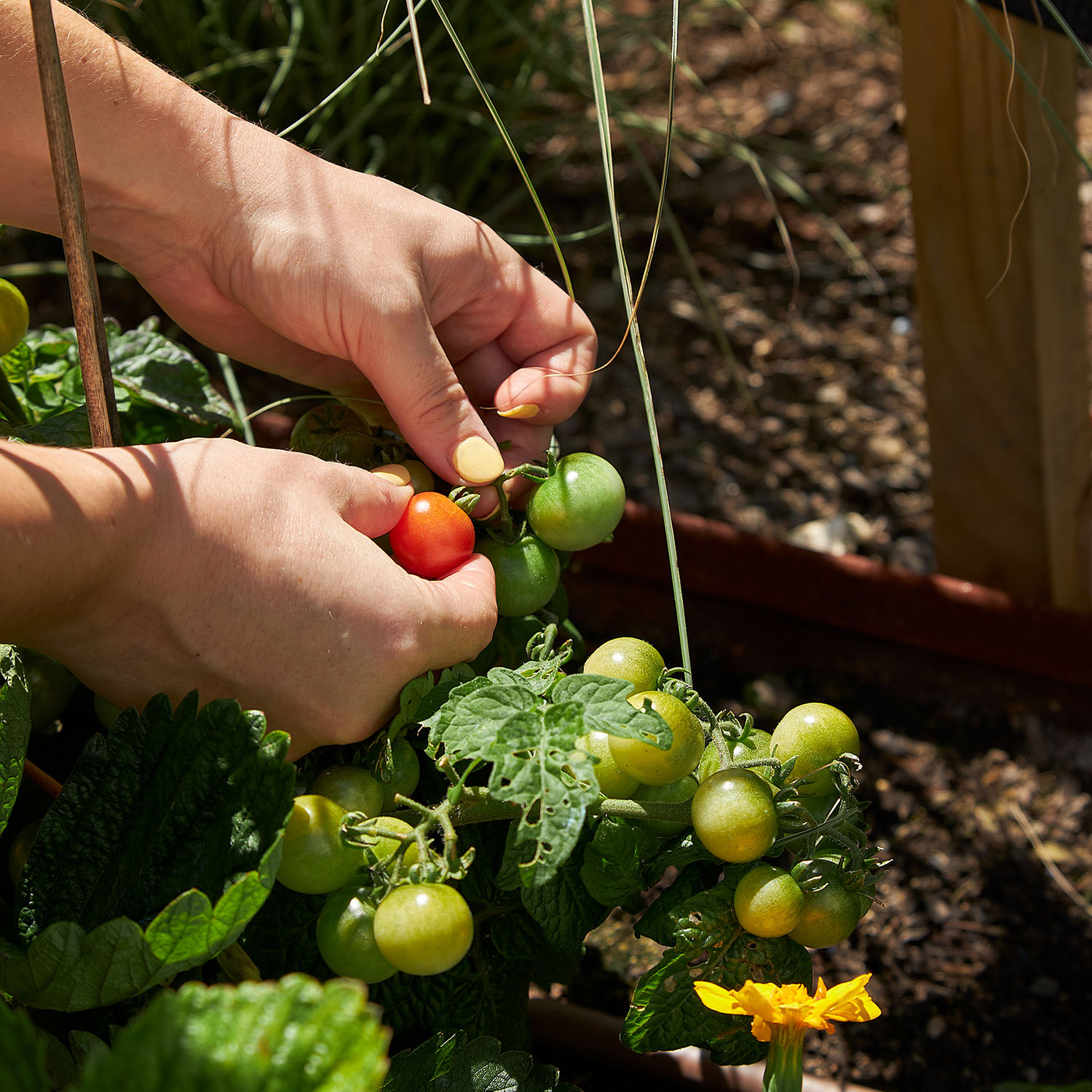 Behind-the-scenes: Discover our flourishing garden & favourite recipes