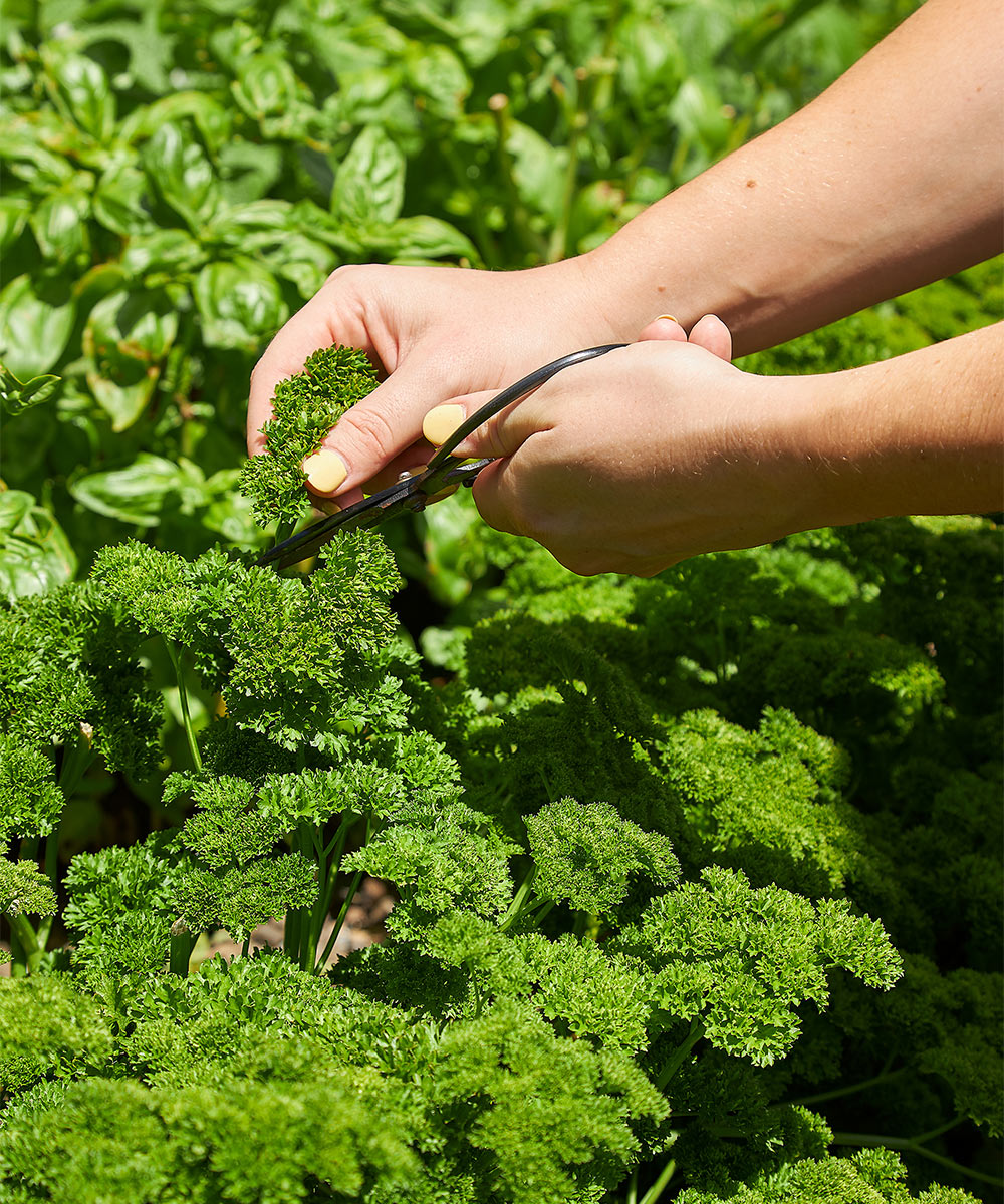 Behind the scenes: Our summer garden & favourite homemade dressings