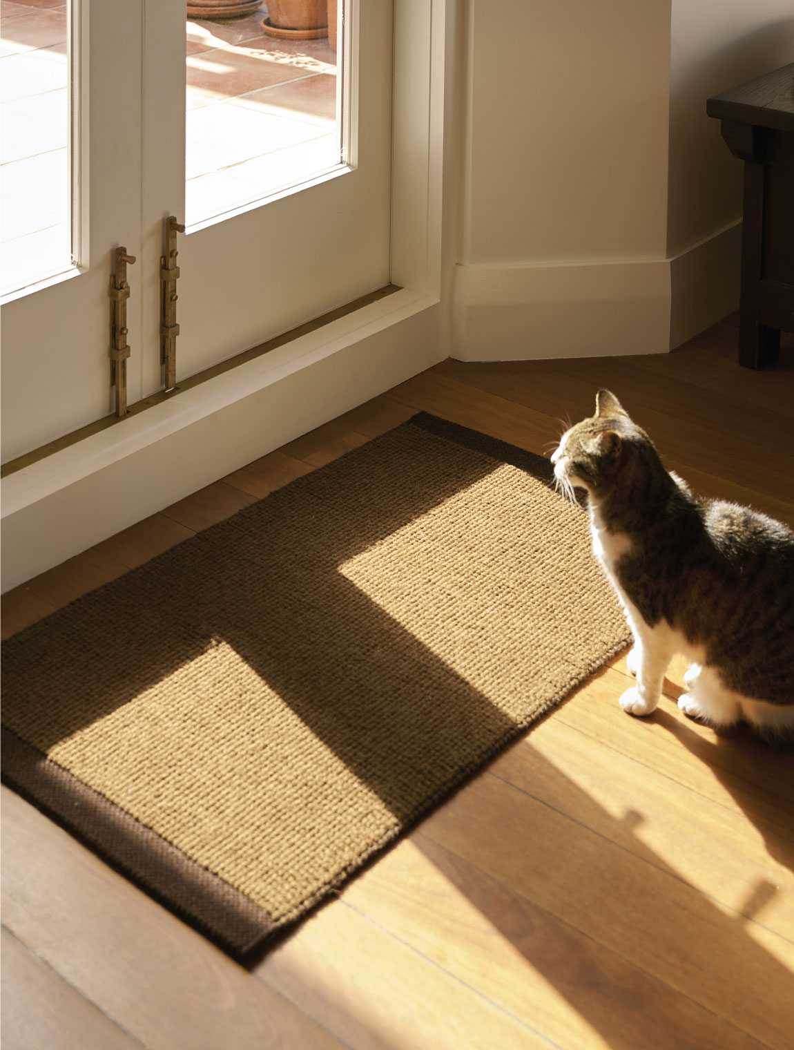 joni mat in sun with cat